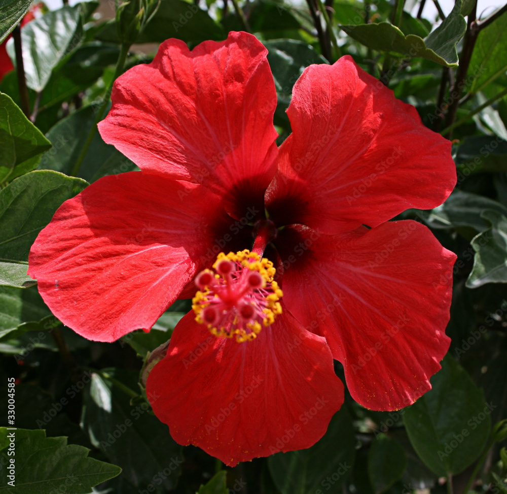 Hibiscus Hibiscus