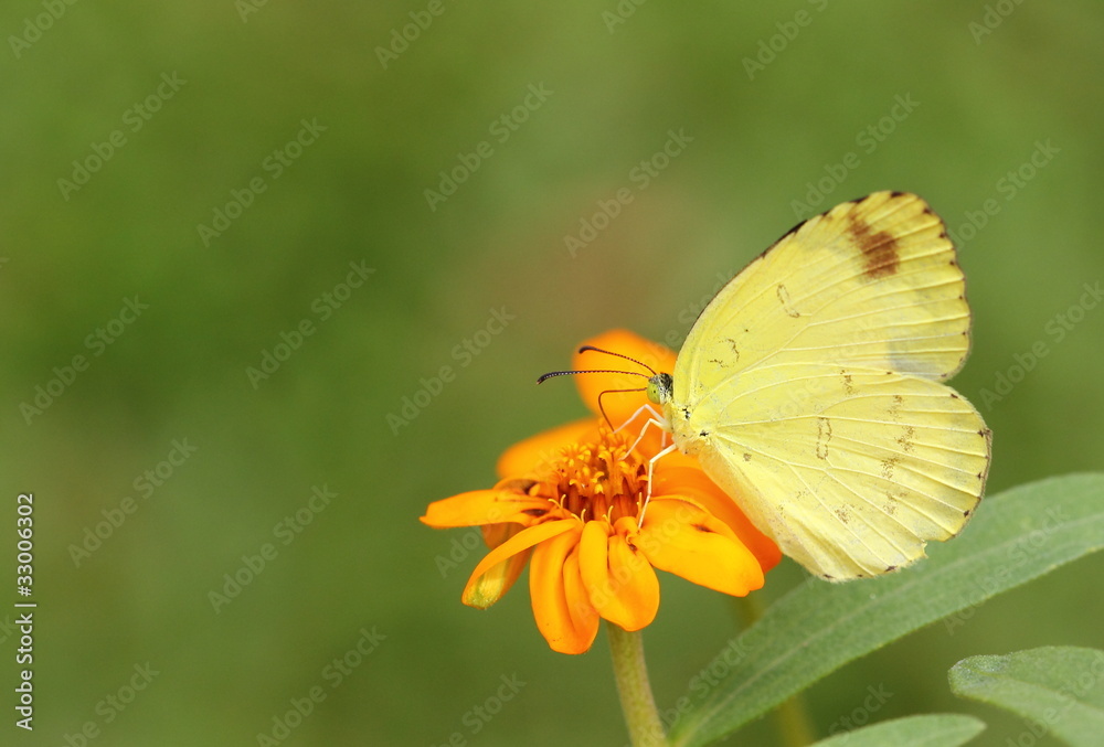 Butterfly on orange flower Butterfly on orange flower