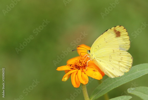 Butterfly on orange flower © plepann