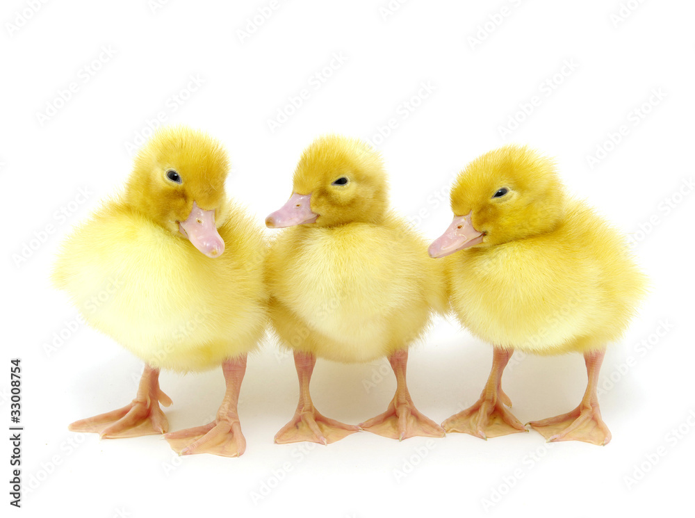 Fototapeta premium yellow duck
