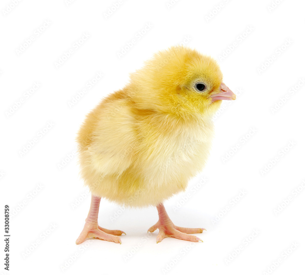 Obraz premium kurczak