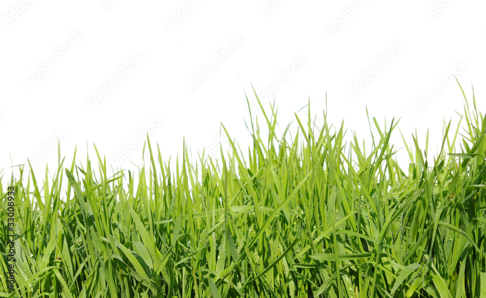Fototapeta premium green grass