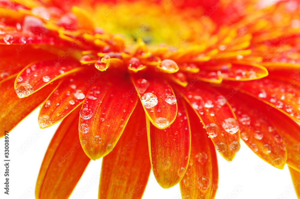Orange gerbera Orange gerbera