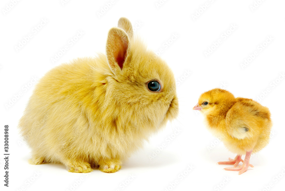 rabbit and chick rabbit and chick