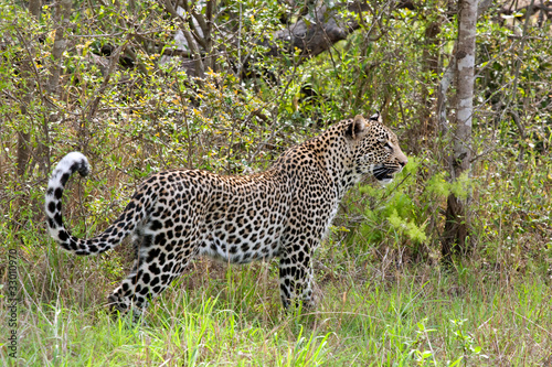 african leopard © lienkie