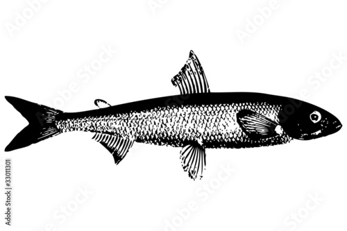 Fish01