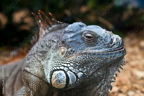 Iguana