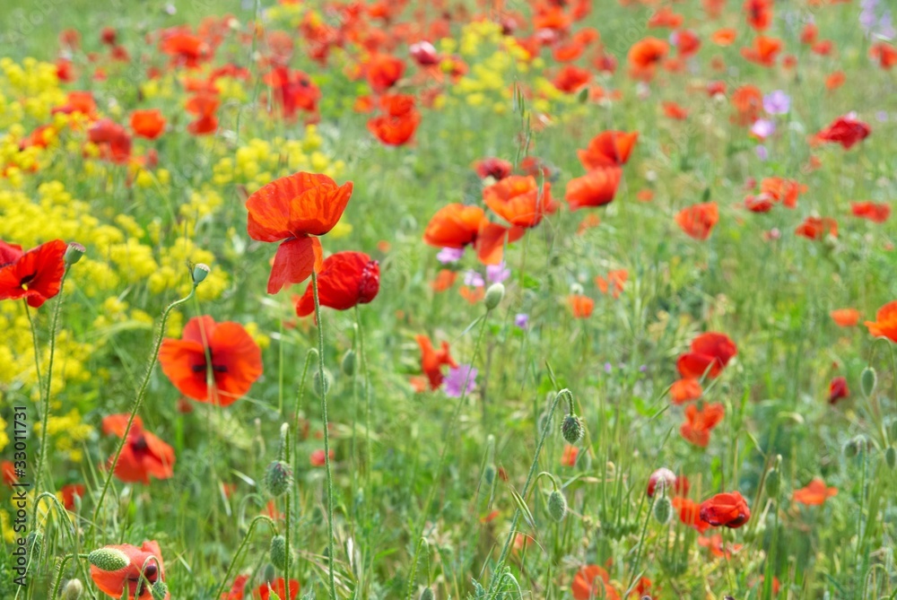Fototapeta premium Field of poppies