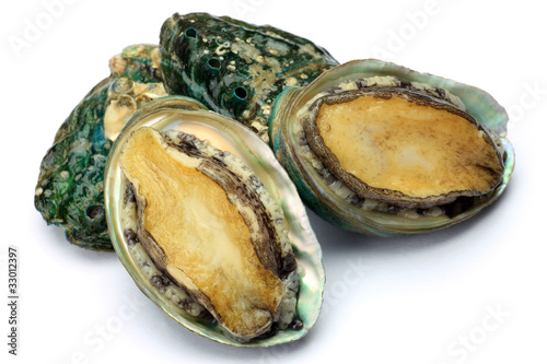 abalone photo