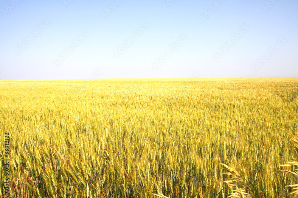 yellow wheat field under blue sky