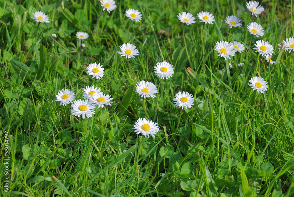 Green grass and daisies