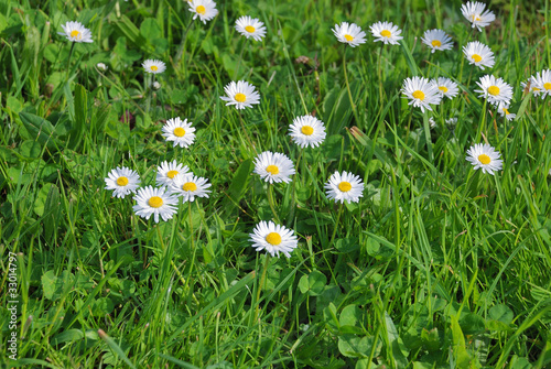 Green grass and daisies