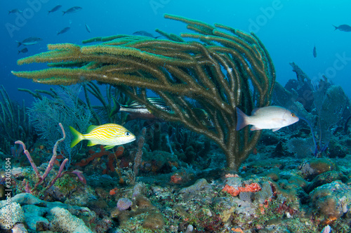 Various species of fish hovering near a Sea rod.