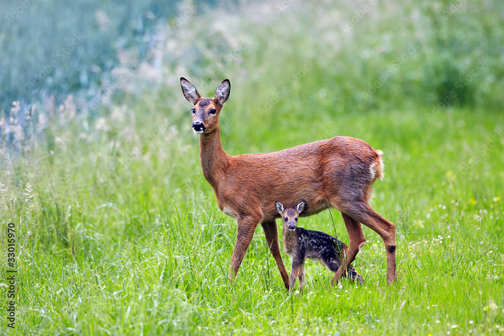 doe with very young fawn, Capreolus capreolus Poster Mural, Papier peint |  Europosters