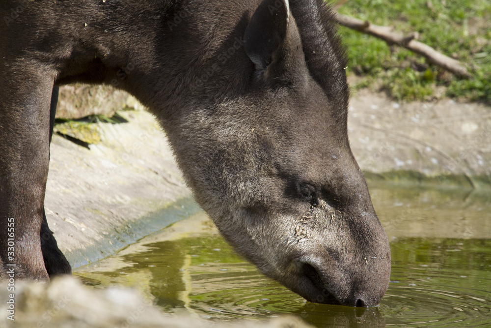 Tapir