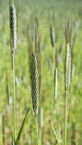 Spikes of barley.
