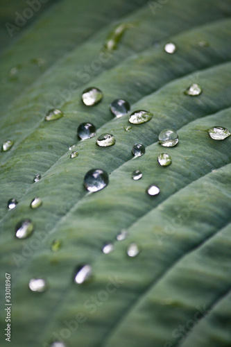 Leaves and water drop