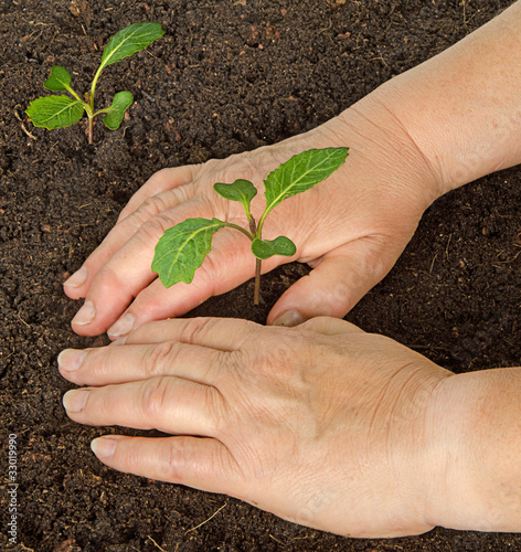 Tending cabbage seedlings