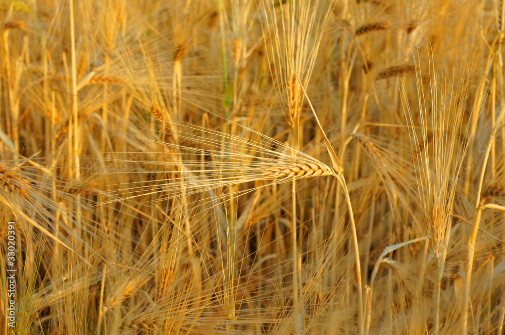 Fototapeta premium Getreide