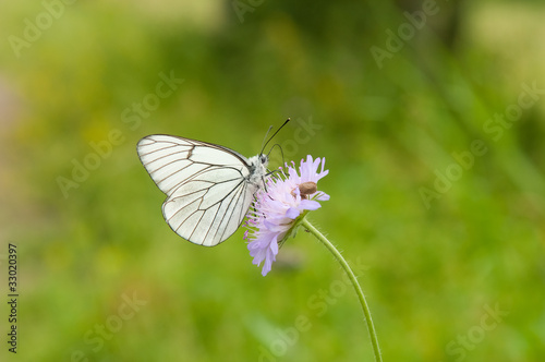 White butterfly on the wild flower