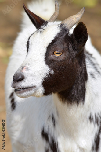 Portrait d'une chèvre marron et blanche