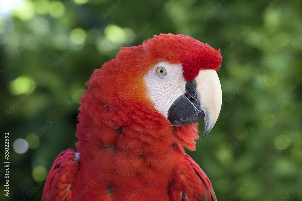 Obraz premium Guacamayo escarlata