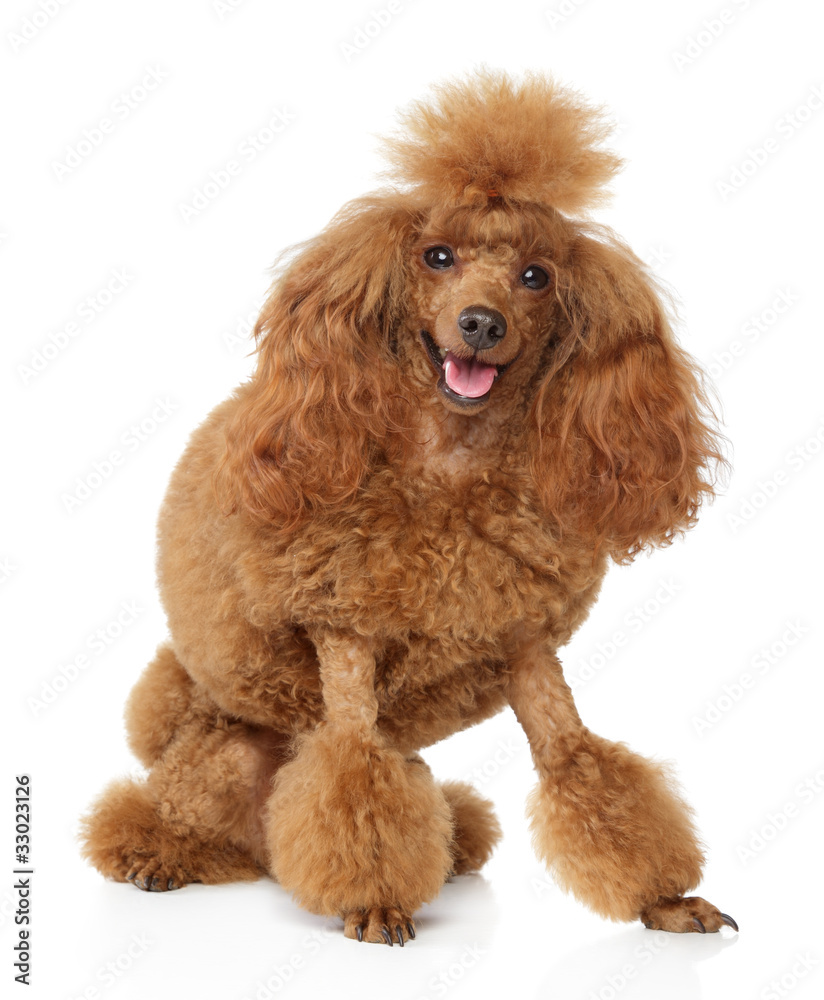 Red toy poodle puppy on a white background Stock Photo | Adobe Stock