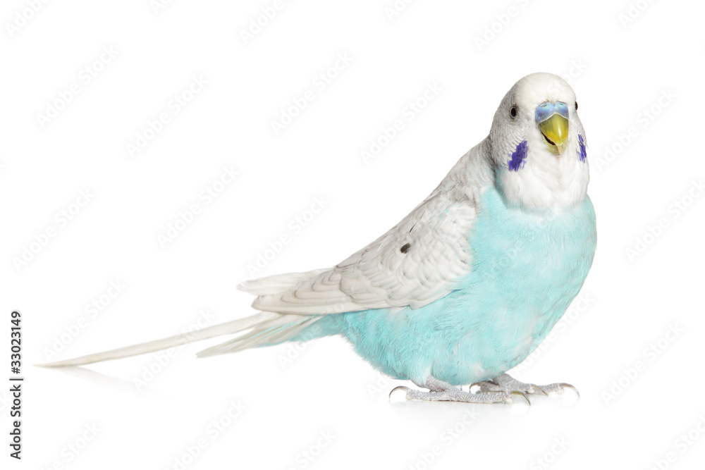 Naklejka premium Blue budgie on a white background