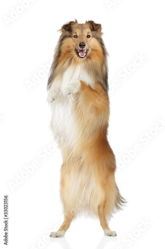 Shetland sheepdog on a white background