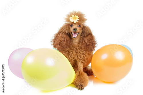Fototapeta Naklejka Na Ścianę i Meble -  Toy poodle with inflatable balloons