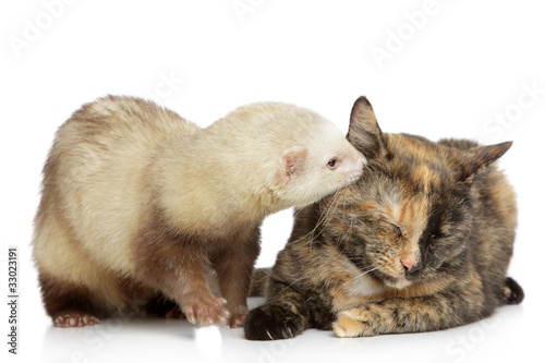 Cat and ferret plays on a white background © jagodka