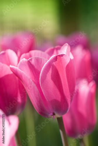 Bunch of pink tulips with single one in focus