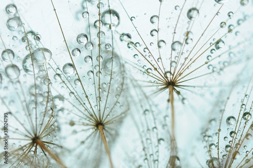 Dandelion seed with drops