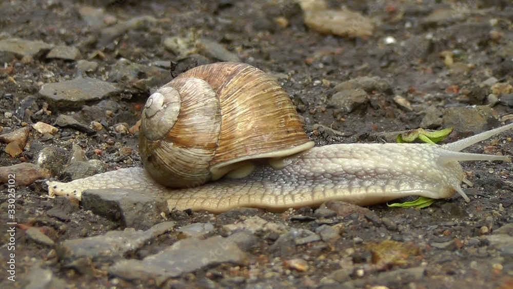 Weinbergschnecke - Helix pomatia - Zeitraffer Weinbergschnecke - Helix pomatia - Zeitraffer