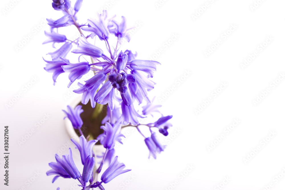花 花