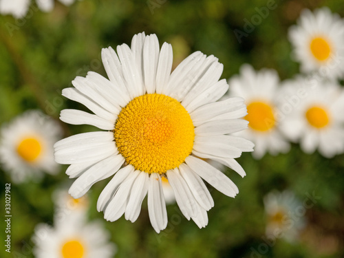 Margeriten - Leucanthemum photo