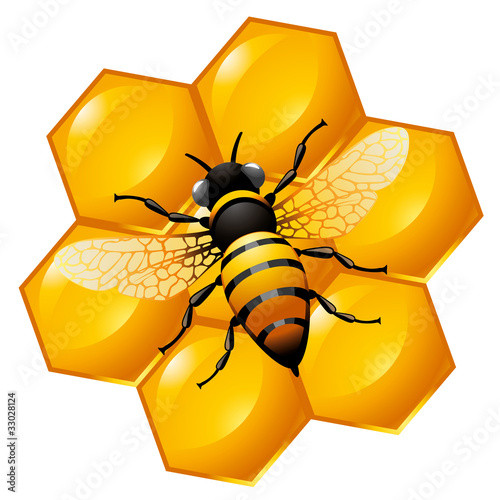 Bee on a part of honeycomb