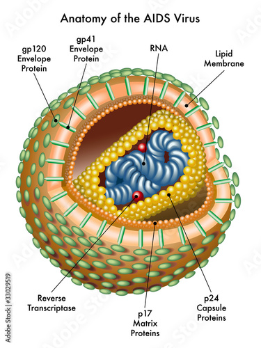 AIDS virus