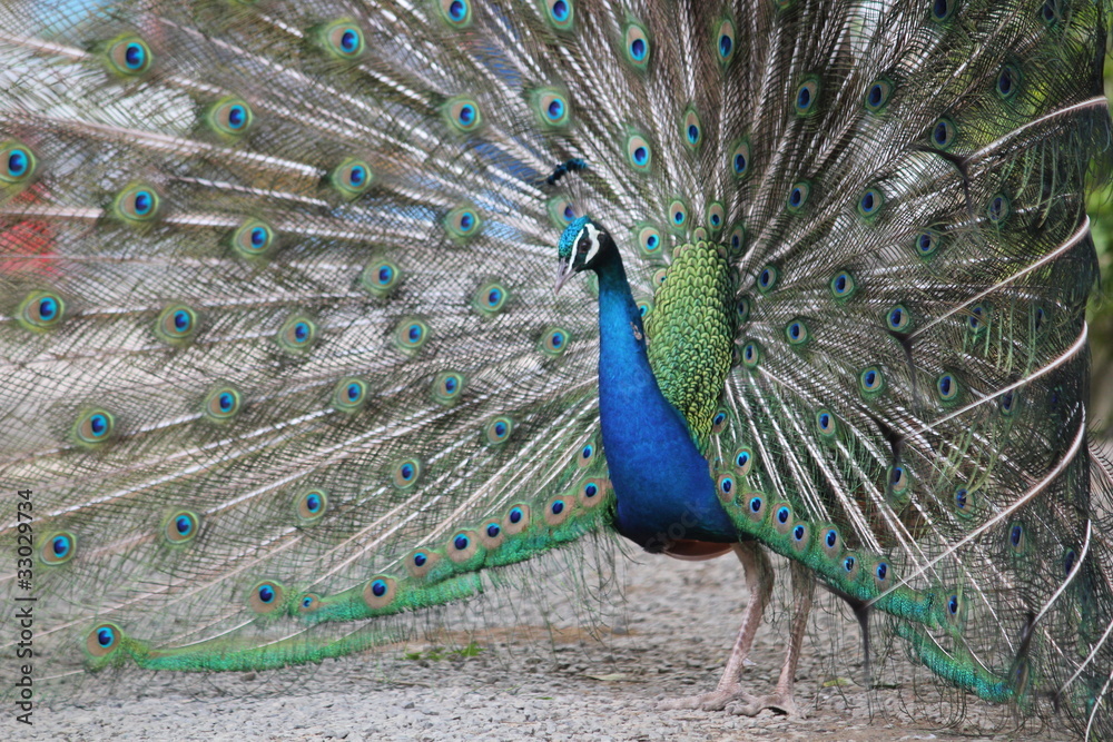Obraz premium 孔雀