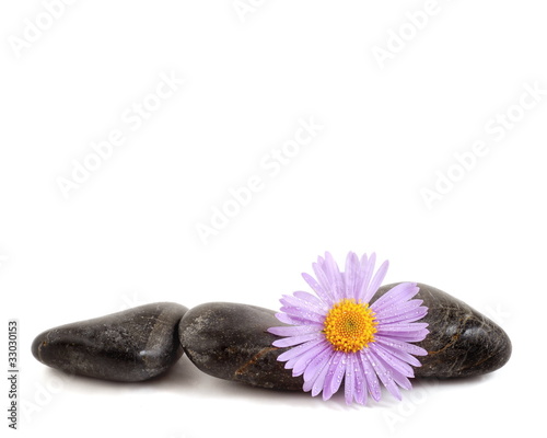 steine und blume - black stones with flowers
