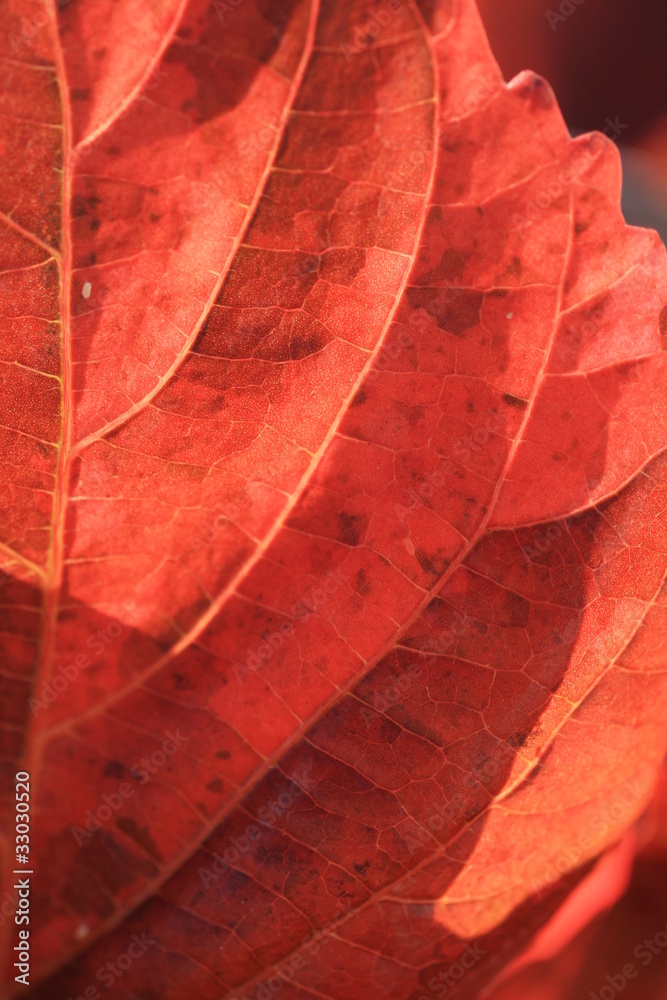 Fototapeta premium Paradiesnessel