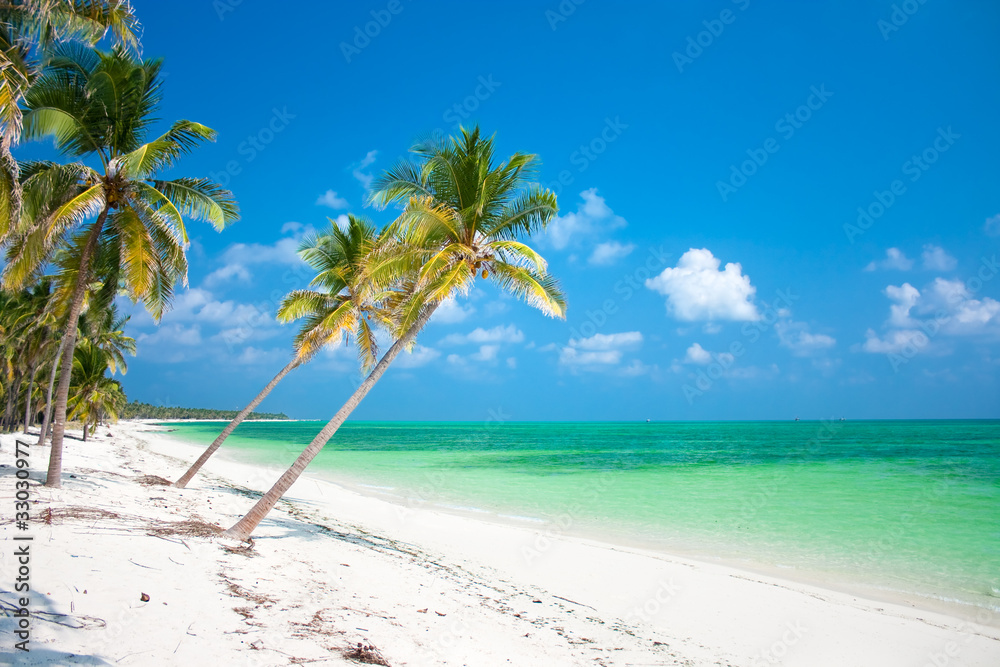 Palm trees hanging over a sandy white beach Palm trees hanging over a sandy white beach