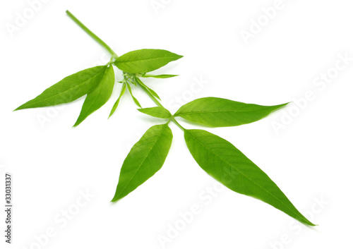 Fototapeta Naklejka Na Ścianę i Meble -  Vitex Negundo or Medicinal Nishinda leaves
