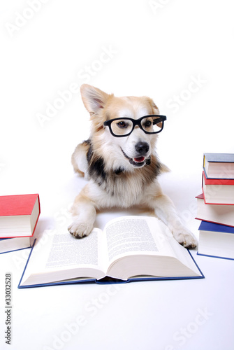 Hund liest Buch © Kitty