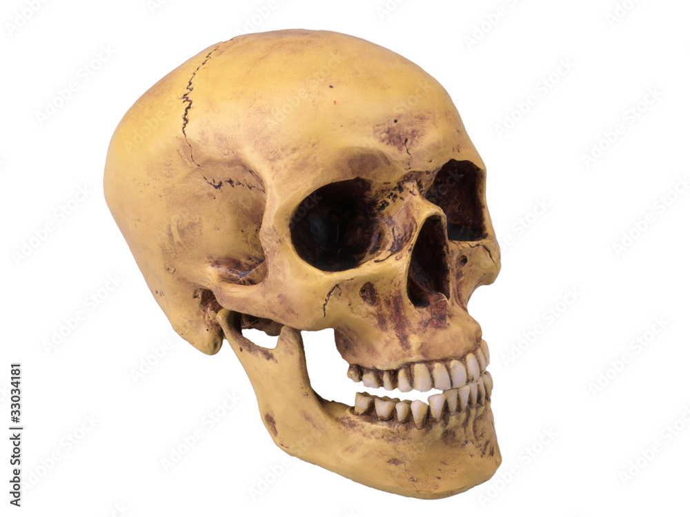 Obraz premium Totenkopf