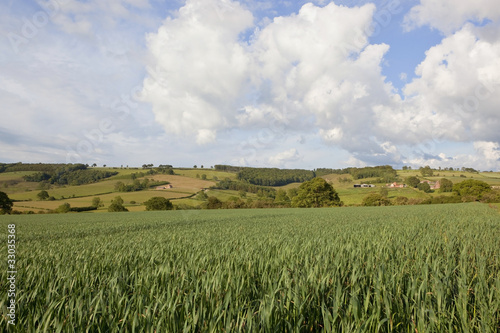 landscape with wheat field