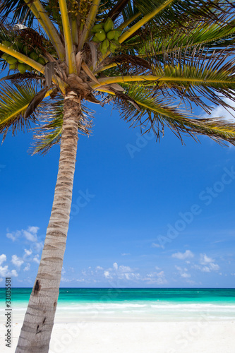 Coconut palm at beach