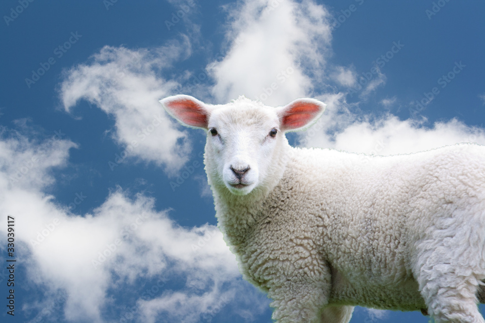 Fototapeta premium Junges Schaf vor blauem Himmel