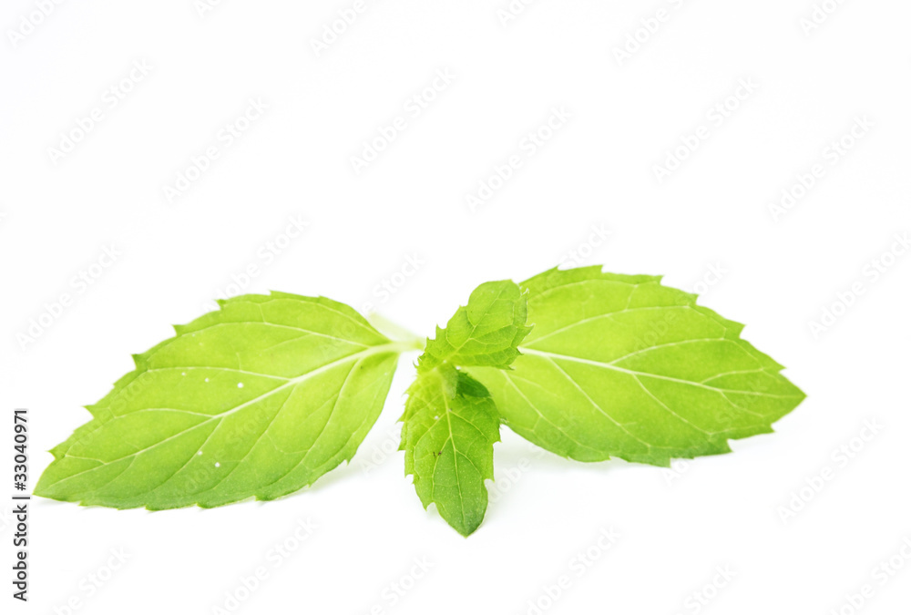 fresh mint fresh mint