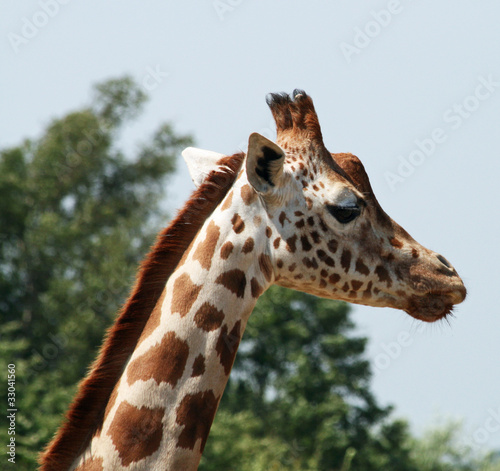 Giraffe 23